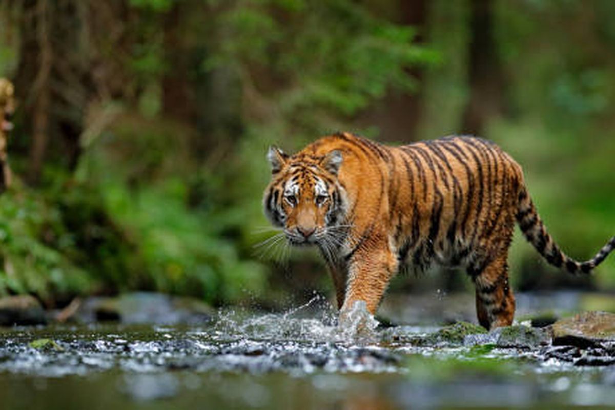 Misteri Harimau, Rajanya Hutan: Keberadaan dan Konservasi di Era Modern